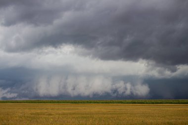 A supercell thunderstorm with a low hanging wall cloud looms on the horizon over a cornfield. clipart