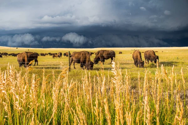 Herd Bison Graze Sunlit Plains Dark Storm Approaches — Stock Photo, Image