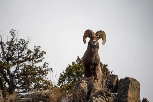 Adult Bighorn Sheep Stands Top Cliff Rocky Mountains — Stock Photo, Image