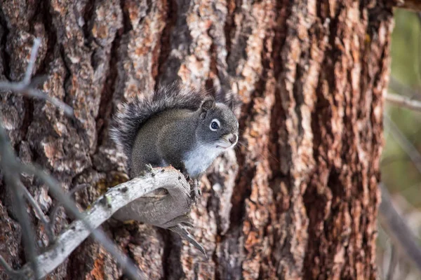 捕食者の目を締め出す枯れた枝に座っている Chickaree とも呼ばれる灰色松リス — ストック写真