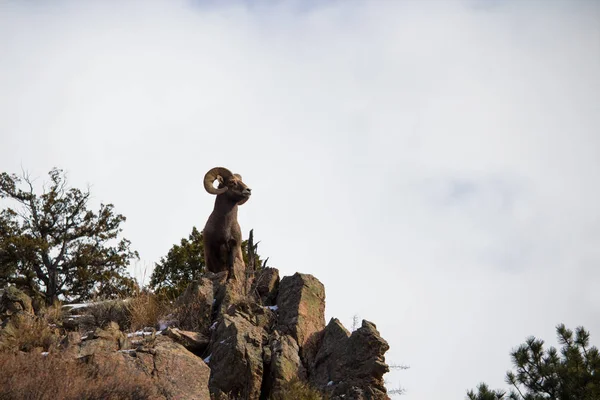 Adult Bighorn Sheep Holds Majestic Pose Atop Cliff Rocky Mountains — Stock Photo, Image