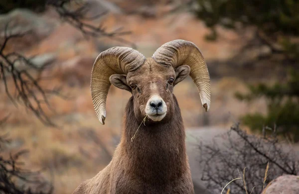 Close up of a bighorn sheep ram chewing on a piece of grass.