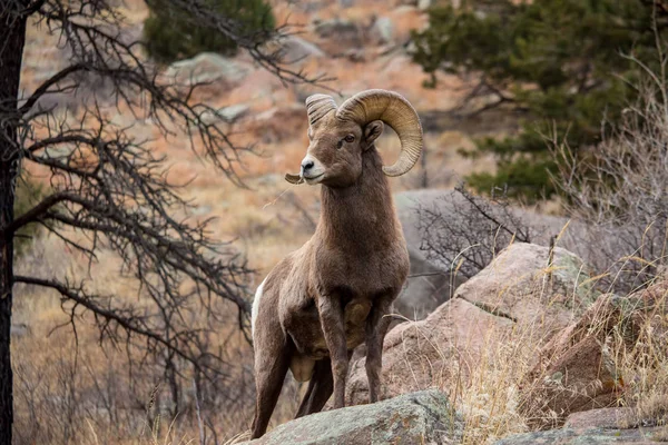 Çim parçası üzerinde Çiğneme sırasında bir kaya üzerinde bir yetişkin bighorn koyun standları.