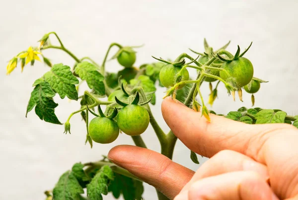 Die Hand Eines Menschen Greift Nach Einer Grünen Kirschtomate Die — Stockfoto