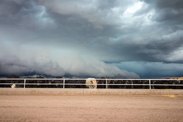 Snyder Colorado Mayıs 2019 Sığırlar Sırtlarını Sallar Kasırga Uyarılı Fırtınaya — Stok fotoğraf