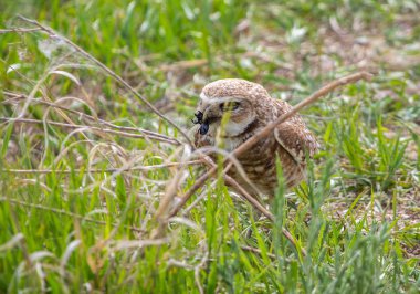 Yuvaya gömen bir baykuş, bozkırdaki büyük bir kara böceği avlar..