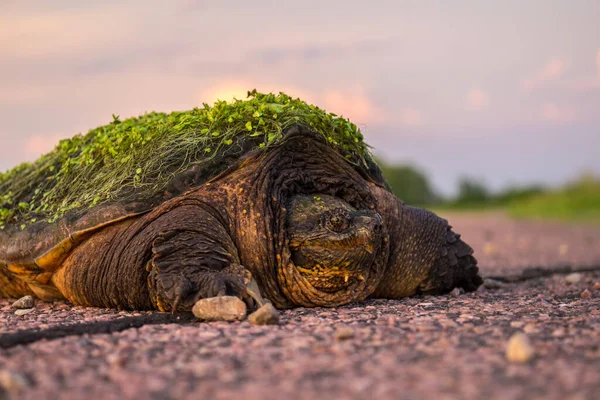 Snapping Turtle Aquatic Plants Growing Its Shell Rests Road Evening — Stock Photo, Image