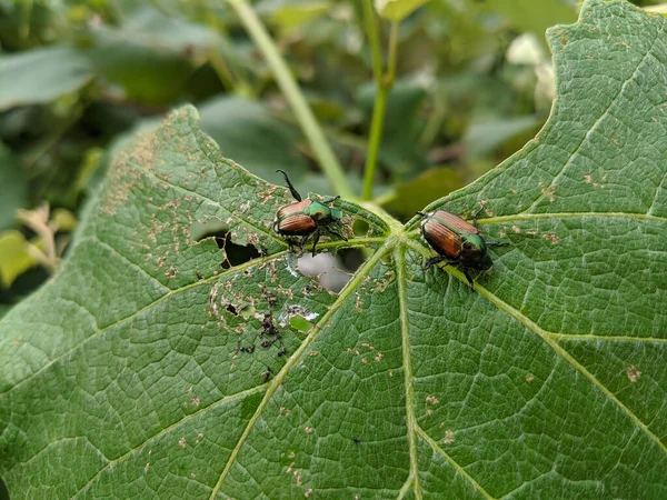 Couple Japanese Beetles Popillia Japonica Eat Grape Leaf — Stock Photo, Image