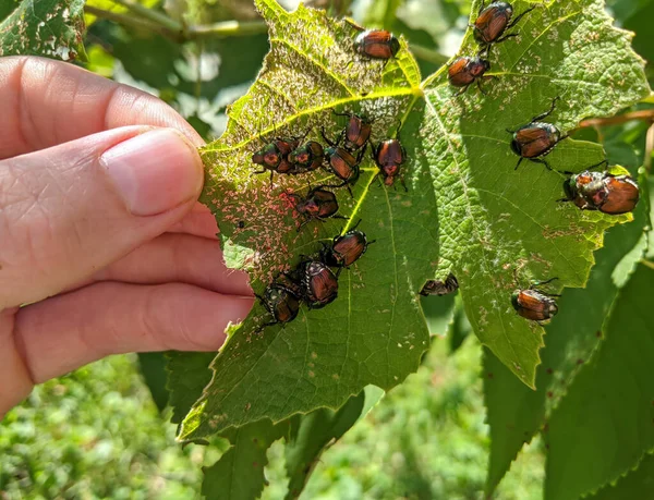 Japon böceklerinden oluşan büyük bir grup (popillia japonica) üzüm yaprağı yer..