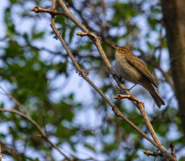 Chiffchaff, Phylloscopus collybita, bir ağaç dalına tünemiş..