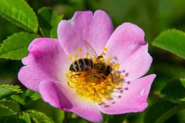 Bir arı, güneşli bir günde yeşil yapraklarla çevrili canlı pembe bir kır çiçeğini etkin bir şekilde tozlaştırır. Doğanın güzelliğini ve tozlayıcıların önemini vurgular..