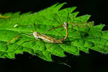 Sivrisinekler gün boyunca canlı yeşil bir yaprağın üzerinde doğal ışık altında çiftleşme davranışı sergilerler..