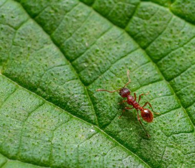 Kırmızı bir karınca yemyeşil bir yaprak üzerinde hareket ediyor ve ekosistemdeki aktif rolünü gösteriyor. Ayar parlak ve canlı, tipik gündüz vaktidir..