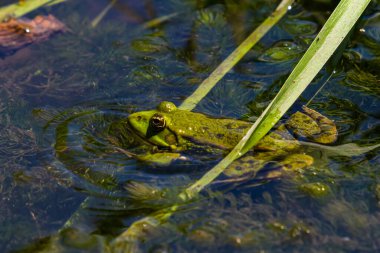 Yeşil bir kurbağa, güneşli bir günde, yemyeşil su bitkilerinin arasında vücudundan yayılan dalgalarla kısmen sakin bir gölete batar..