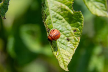 Parlak turuncu böcek, güneş ışığı ve gölgelerle çevrili canlı yeşil bir yaprağa yapışır ve baharın sıcak bir gününde doğanın güzelliğini ön plana çıkarır..