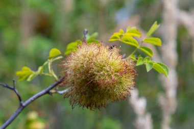 Canlı yeşil yaprakların arasındaki bir ağaç dalında, gün ışığında bitki yaşamının çeşitliliğini gösteren tuhaf, bulanık bir büyüme gözlemlenir..