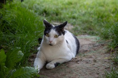 Romanya 'nın Bükreş kentinde güneşli bir günde yemyeşil çimlerle çevrili toprak bir yolda, siyah beyaz bir kedi huzur içinde dinleniyor.