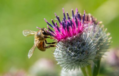 Parlak renkli devedikeni çiçekleri, yeşillik ve canlı renklerle dolu serpilen bir bahçe ortamında sıcak güneşin altında nektar toplayan meşgul bir arıyı cezbeder..