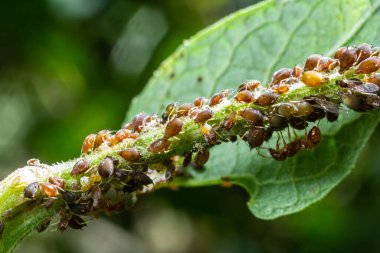 Bir grup küçük kahverengi yaprak bitleri yeşil bir yaprak üzerinde toplanır, bazı karıncalar ise parlak güneş ışığı altında gelişmekte olan bir bahçede etkileşime girerler..