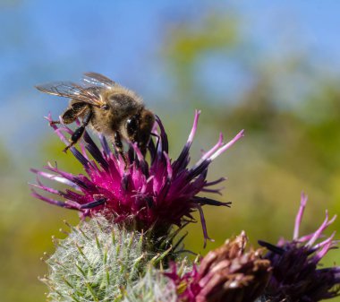 Bir arı, açık mavi gökyüzünün altında parlak mor devedikeni çiçeklerinden nektar toplar ve bir çayırda doğanın ve tozlaştırıcının güzelliğini gösterir..