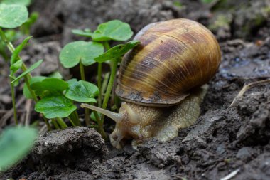 Bir salyangoz zengin topraklardaki küçük yeşil bitkiler arasında dikkatlice hareket eder. Hassas özelliklerini ve canlı bir bahar bahçesi yaşamını gözler önüne serer..