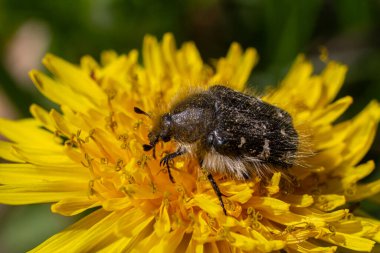 Kıllı bir gül böceği, parlak sarı bir çiçeğin üzerinde sürünür. Berrak mavi gökyüzünün altında yemyeşil bir nektar çıkarır..