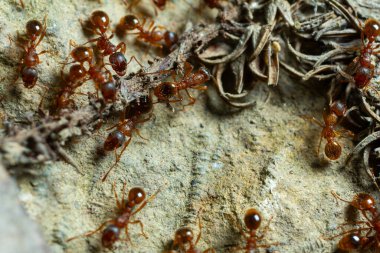 Kayalık bir yüzeyde, doğal ışık altında yiyecek ararken etkin bir şekilde hareket eden ve çevresini keşfeden sayısız küçük kahverengi karınca gözlemlenir..
