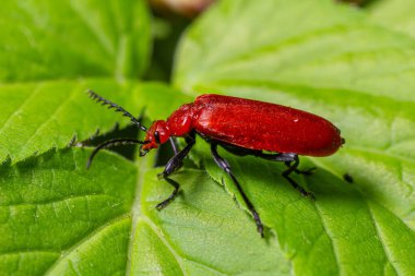Parlak kırmızı uzamış vücudu olan bu kardinal böcek canlı yeşil yaprakların üzerinde uzanır. Açık havadaki benzersiz özelliklerini ve doğal yaşam alanını vurgular..