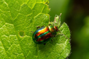 Çarpıcı bir Yeşil Nane Böceği, güneşli bir öğleden sonra doğal bir ortamda beslenirken renkli dış görünüşünü gösteren canlı yeşil bir yaprağın üzerinde gözlemlenir..