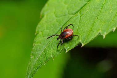 Kırmızımsı kahverengi vücudunu canlı yaprak dokusuna karşı gösteren yeşil bir yaprağın üzerinde bir kene duruyor. Dekor, yeşilliklerle dolu doğal bir açık hava görüntüsü yakalıyor..