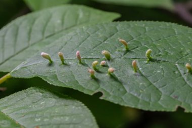 Eriophyes Sp 'nin sebep olduğu erinyum safrası. Uzatılmış yapıları gösteren ve doğadaki karmaşık bitki-böcek ilişkilerini vurgulayan bir yaprağın yüzeyinde belirir..
