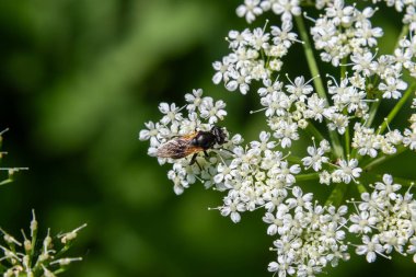 Eristalis tenax bir dron sineğinin parlak güneşli bir günde canlı yeşil bir bahçede küçük beyaz çiçeklerden nektar topladığı görülüyor..