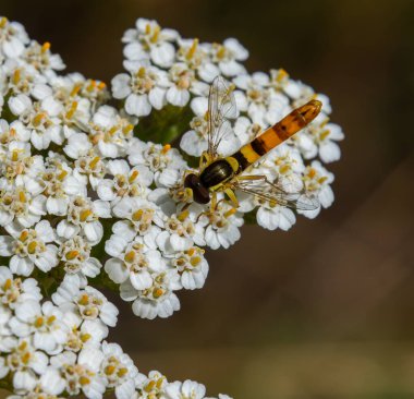 Episyrphus balteatus, sakin bir bahçe ortamında dinlenirken canlı turuncu ve siyah rengini gösteren küçük beyaz kiriş çiçekleriyle besleniyor..