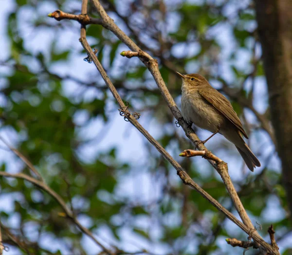 Chiffchaff, Phylloscopus collybita, bir ağaç dalına tünemiş..