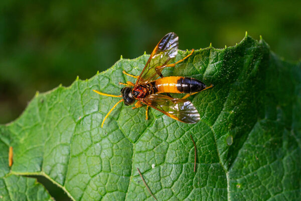 Яркая симфита, сидящая на пышном зеленом листе, подчеркивая его замысловатые узоры и поразительную окраску под естественным светом, запечатленным в дневное время.