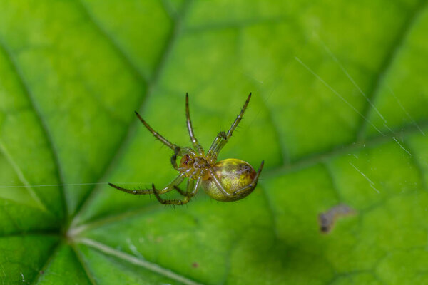 Araneidae sp. Ткач-шар Паук демонстрирует свои замысловатые черты, сидя на зеленом листе, умело используя шелк, чтобы построить свою сложную паутину посреди природы..