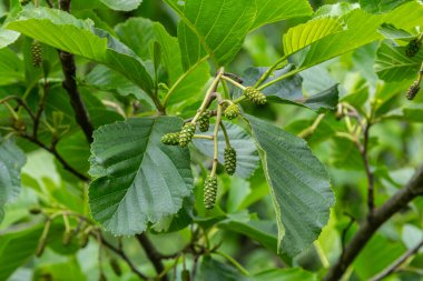 Yaygın bir kızılağaç ağacı, verimli bir ortamda veya yazın başında gelişmekte olan küçük katkinlerin yanında canlı yeşil yapraklar sergiler..