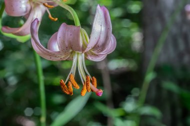 Sakin bir ormanda bir Martagon zambağı zarif pembe yapraklarını ve çarpıcı turuncu pullarını sergiler ve yeşil yapraklar arasında dikkat çeker..