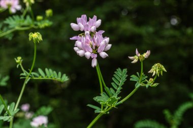 Securigera varia 'nın narin açık mor çiçekleri yemyeşil bir ortamda yemyeşil bir ortamda serpilmekte ve baharda bu bitkinin güzelliğini ön plana çıkarmaktadır..