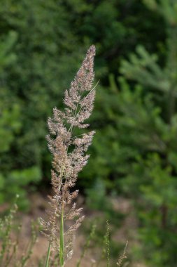Küçük sazlıklar hafif bir esinti ile sallanıyor. Tüylü çiçek dikenleriyle bezenmiş, yemyeşil çimenlere karşı koyuyor. Gün ortasında doğal güzelliğini arttırıyor..