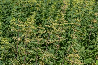 Isırgan otları, verimli yeşil bir tarlada yetişir. İlkbaharın sonlarına doğru yemyeşil sarı çiçek demetleri yemyeşil yapraklara karşı sergilenir..