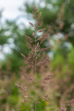 Uzun tahta sazlıklar gururla durur çiçek açan kızılderililerle narin yeşilliklerin arka planına karşı yumuşak bir günde doğanın sessiz güzelliğini sergilerler.
