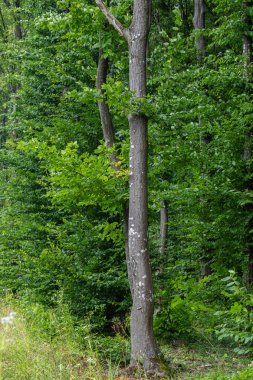 Sağlıklı bir Carpinus betulus ağacı, yaz aylarında çevreleyen ağaçların arasında belirgin bir şekilde yükselir ve kabuğunu ve yapraklarını renklendirir..