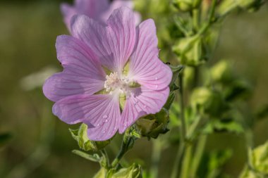 Musk mallow büyüleyici pembe çiçeklerini sergiler yemyeşil yemyeşil bir arka planda bahar mevsimi boyunca doğanın güzelliğini ön plana çıkarır..