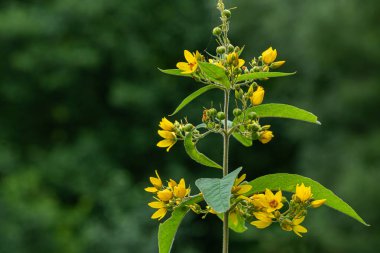 Lysimachia 'da çiçek açan parlak sarı çiçek kümeleri yaygın olarak Garden Loosestrife olarak bilinir güneşli bir günde yemyeşil bir ortamda.