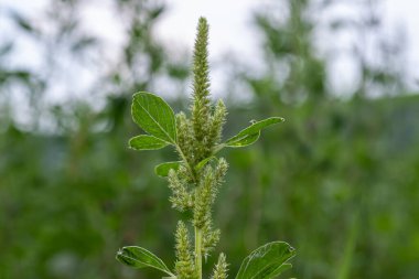 Redroot araranth yemyeşil yaprak kümelerini ve parlak güneş ışığı altında çiçek açan çivileri sergiliyor..