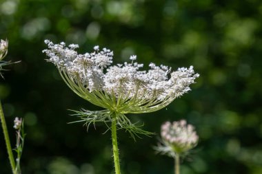 Zarif beyaz çiçek kümeleri parlak güneş ışığı altında vahşi havuç bitkilerinde yemyeşil bir ortamda karmaşık güzelliklerini ön plana çıkarırlar..