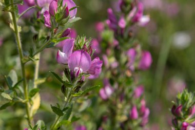 Ononis arvensis 'in güzelliği, sabah güneşinin tadını çıkaran pembe çiçek kümeleriyle huzur dolu bir manzarada taze yeşil yapraklarla kaplanır..