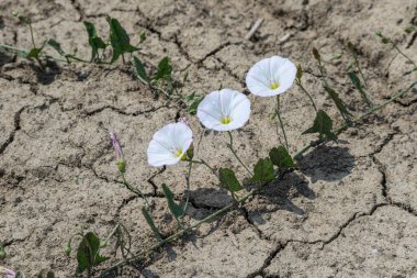Kuru ve çatlamış topraktan yetişen ve bitkinin yeteneğini vurgulayan üç beyaz tarla yosunları seyrek yeşilliklerle çevrili kurak ortamlarda yetişir..