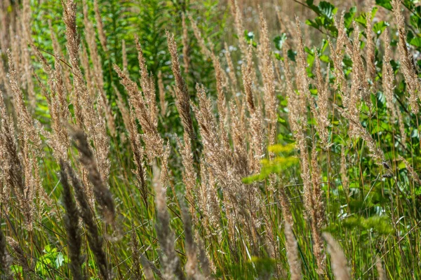 Canlı bir yaz manzarasında küçük sazlıklar ve çalı otlar zengin yeşillikler ve biyolojik çeşitlilik gösteren diğer yerel bitkilerle çevrili ön planda hakimdir..